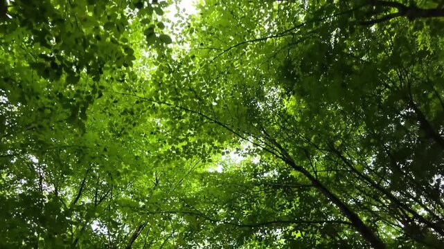 Dense canopy of vibrant green leaves sways gently. Branches cradle dappled sunlight filtering through foliage. Wind rustles leaves in a serene, natural rhythm. Ideal for nature, wellness