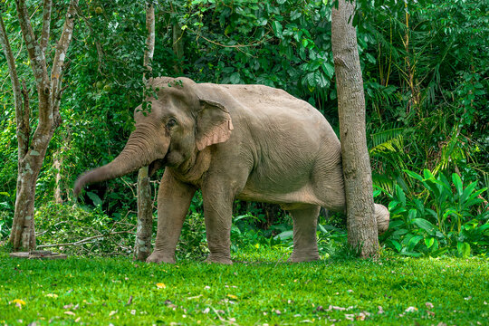 Its body is gray, its snout is called the trunk. The trunk of the Asian elephant has only one beak. Nakhon Ratchasima, Thailand.