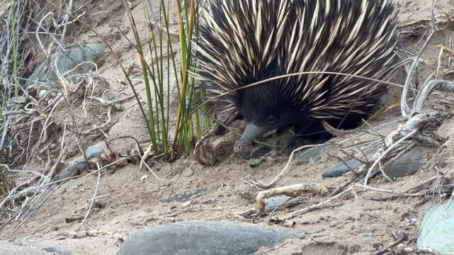 Short beaked echidna (Tachyglossus aculeatus) close up walking along a sandy track on the Fleurieu Peninsula in South Australia in 4K footage