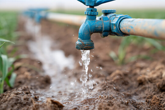 Water drips from a blue irrigation valve. Dirt and green shoots surround the spout. Rivers of moisture pour onto tilled soil. Farmland receives vital nourishment. Farmers rely on this steady flow