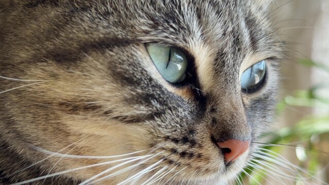 Cat tabby eyes close up portrait of adorable feline looking away with sharp focus and detailed whiskers indoors