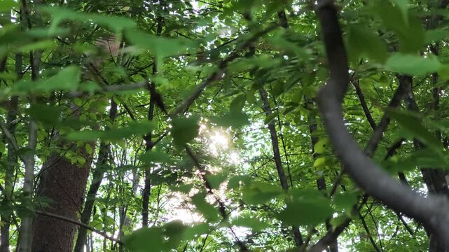 Sunlight filters through dense green forest canopy. Leaves rustle gently as breeze stirs branches above. Natural dappled light illuminates forest floor from above