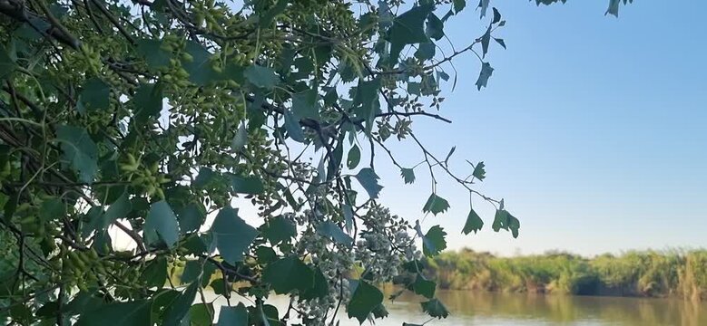 Turanga Tree Branch with Canal in the Background
