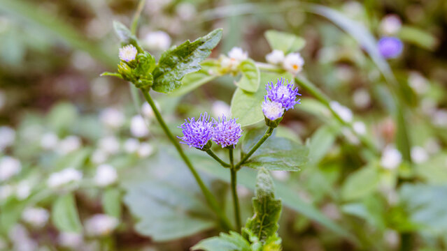 Close up of small purple Ageratum flowers blooming in garden. Macro wildflower with blurred green background.