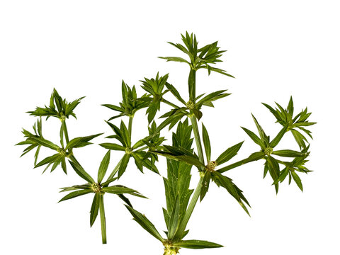 Close up view of culantro herb plant (Eryngium foetidum) with thorny leaves isolated on white background.