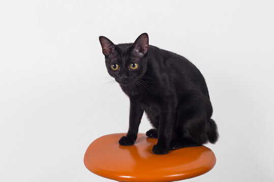 black cat sitting on shair isolated on white background