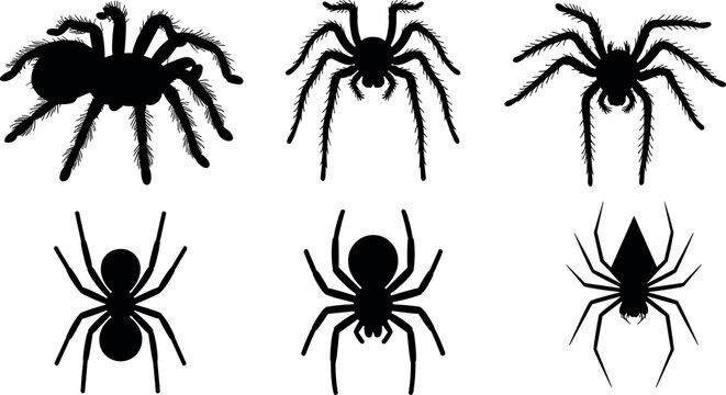 Black spider vector silhouette collection featuring tarantulas and arachnids for Halloween decoration and spooky graphic design projects