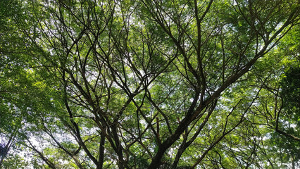 Fototapeta premium lush green tree branches spreading across the sky.