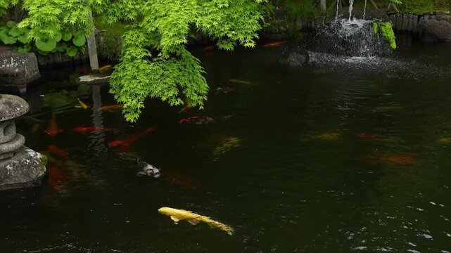 Scenic Japanese garden with koi fish swimming in a calm pond, stone lantern on the edge and fountain splashing softly in the background.