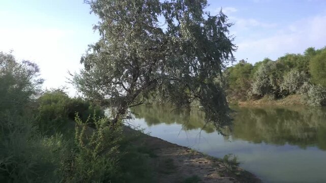 Water Canal with Tugai Forest on the Opposite Bank