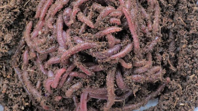 Top-down macro view of numerous earthworms crawling through moist organic compost, illustrating vermiculture, soil fertility, natural decomposition and sustainable waste recycling.