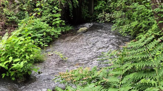 Clear water rushes through mossy, leafy forest floor. Green ferns and shrubs frame the flowing stream. Natural sounds echo as water moves over rocks. Wilderness feels alive and untouched