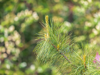 Cedar branches with long fluffy needles with a beautiful blurry background. Cedar branches with fresh shoots in spring. © Dmitrii Potashkin