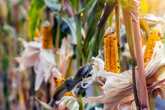 Waxy glass gem corn or organic calico corn in plantation ready for harvest. Colorful Indian flint corn cobs with yellow and purple kernels growing on stalks in agricultural field before harvest season