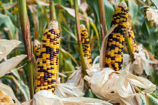 Waxy glass gem corn or organic calico corn in plantation ready for harvest. Colorful Indian flint corn cobs with yellow and purple kernels growing on stalks in agricultural field before harvest season