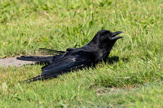 Eine Rabenkr&auml;he liegt bei gro&szlig;er Hitze mit ausgebreiteten Fl&uuml;geln und offenem Schnabel im Gras