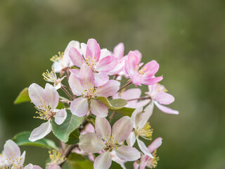 Fototapeta premium Fresh pink flowers of a blossoming apple tree with blured background