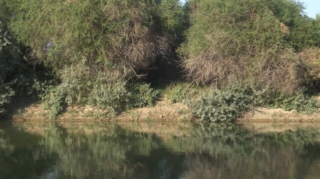 Water Canal with Tugai Forest on the Opposite Bank