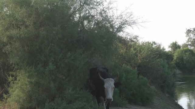 Cow Facing the Camera on a Canal Bank
