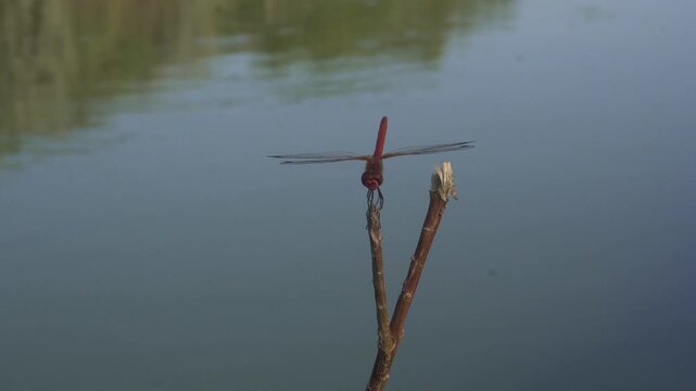 Dragonfly Resting on a Twig Near a Canal