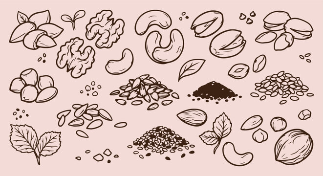 hand drawn nuts seeds seamless pattern, vintage mixed nut vector illustration, healthy nut line art background, nut sketch fabric print design, walnut cashew wallpaper pattern, hand drawn botanical se