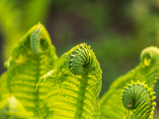 Natural green young ostrich fern or shuttlecock fern © Dmitrii Potashkin