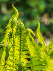 Natural green young ostrich fern or shuttlecock fern © Dmitrii Potashkin