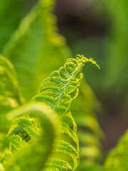 Natural green young ostrich fern or shuttlecock fern © Dmitrii Potashkin