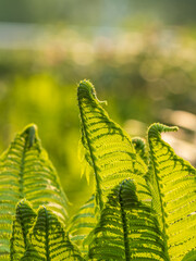 Natural green young ostrich fern or shuttlecock fern © Dmitrii Potashkin
