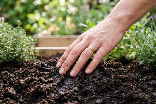 Human hand pressing into dark moist garden soil near green plants outdoors