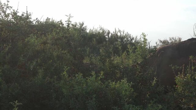 Dromedary Camel Browsing Shrub Leaves in Tugai Forest