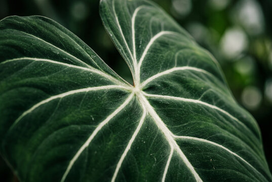 Philodendron gloriosum velvet plant leaf veins macro detail