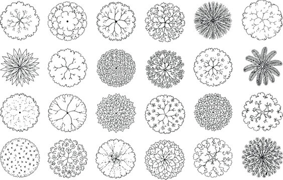 Top view and side view, set of graphics trees elements outline symbol for architecture and landscape design drawing. Vector illustration