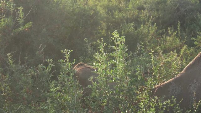 Dromedary Camel Browsing Shrub Leaves in Tugai Forest