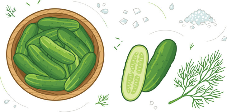 Set of fresh pickling cucumbers vector illustrations featuring a wooden bowl full of gherkins whole and sliced cucumber dill herb and sea salt crystals