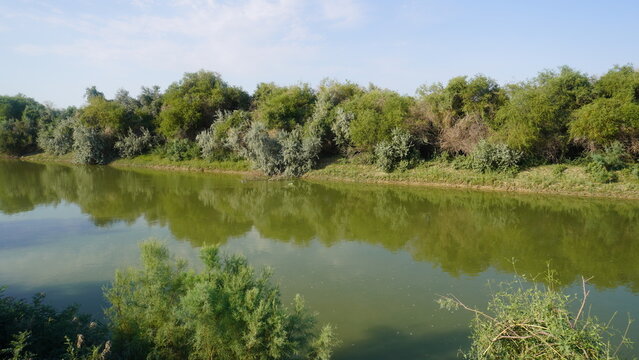 Water Canal with Tugai Forest on the Opposite Bank
