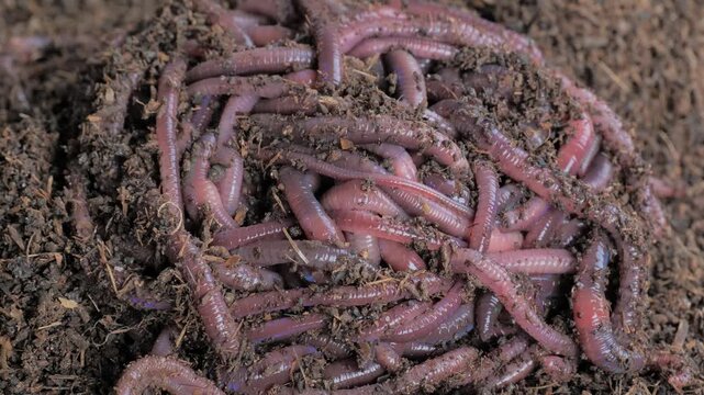 Close-up of a group of earthworms in moist organic compost, showing vermiculture, soil fertility, composting, natural decomposition and sustainable waste recycling.
