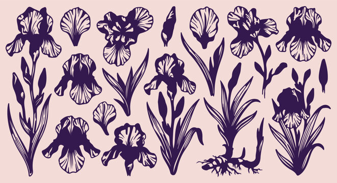 hand drawn iris floral seamless pattern, vintage purple iris vector illustration, botanical iris flower line art background, purple floral sketch fabric print, iris blossom wallpaper design, hand draw