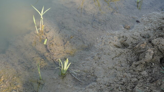Top View of a Wasp on Water Near Young Cattails