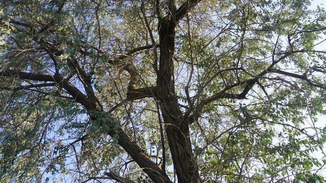 Russian Olive Tree on the Bank of a Water Canal
