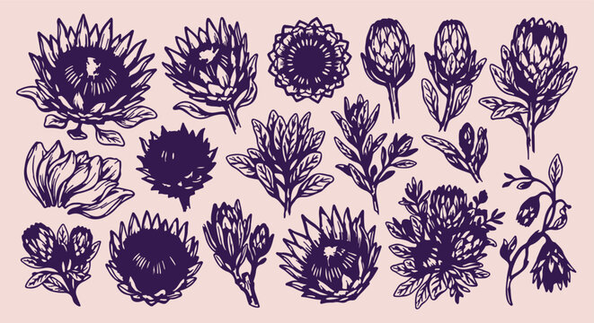 hand drawn protea seamless pattern, vintage botanical floral vector illustration, ink sketch wildflower line art, floral fabric background design, wild flower outline wallpaper, hand drawn protea moti