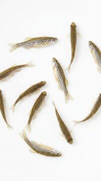 Top view of small spotted freshwater fish isolated white background