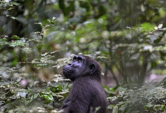 Western lowland gorilla (Gorilla gorilla gorilla), female, Loango National Park, Parc National de Loango, Ogoou&eacute;-Maritime Province, Gabon