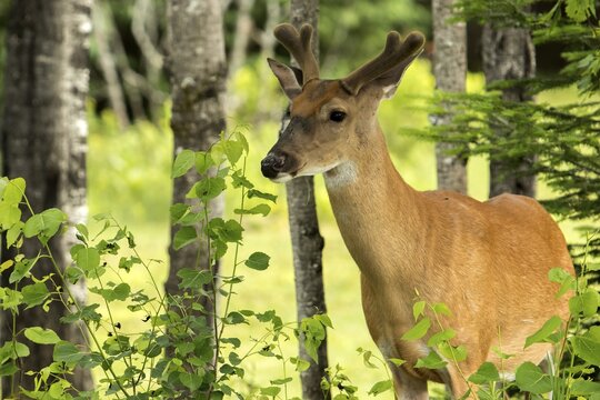 White-tailed deer (Odocoileus virginianus) watchin ahead.