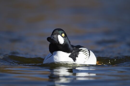 Goldeneye (Bucephala clangula) adult male duck bird on a lake, England, United KIngdom