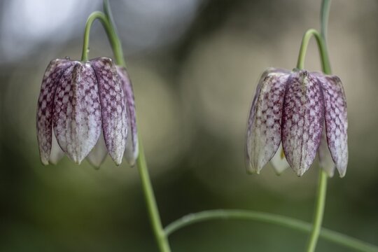Snake's Head Fritillary (Fritillaria meleagris), Emsland, Lower Saxony, Germany