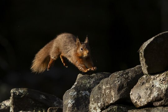 Red squirrel (Sciurus vulgaris) adult animal jumping along a dry stone wall, Yorkshire, England, United Kingdom