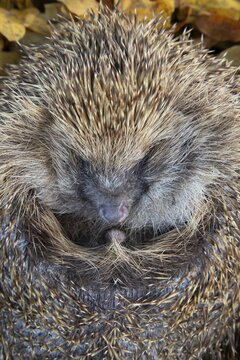 European hedgehog (Erinaceus europaeus) adult animal curled in a ball, England, United Kingdom