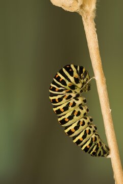 Old World Swallowtail or Common Yellow Swallowtail caterpillar (Papilio machaon), Schwaz, Tirol, Austria