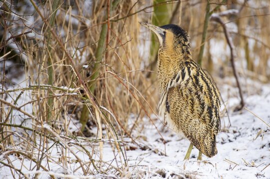 Eurasian bittern (Botaurus stellaris) foraging Winter, Lake D&uuml;mmer, Lembruch, Lower Saxony, Germany